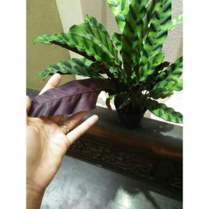 Cây giống Đuôi Công (lá dài) - CayGiongTot