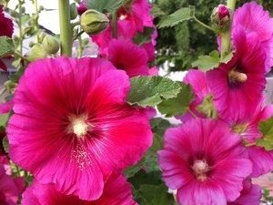 Gói 50 hạt giống hoa mãn đình hồng đơn nhiều màu