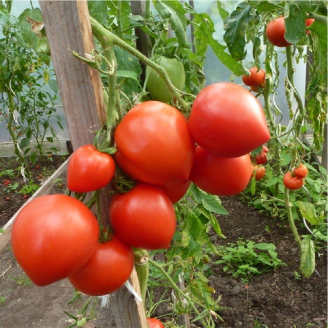 Gói 0.5GR hạt giống Cà Chua Trái Tim Đỏ