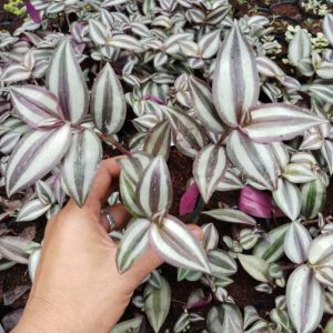 Cây giống thài lài tía - thài lài tím, cây trai đỏ, cây trai tím - Tradescantia pallida - CayGiongTot