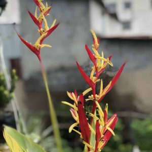 Cây giống hoa Mỏ Két Cẩm Thạch - CayGiongTot