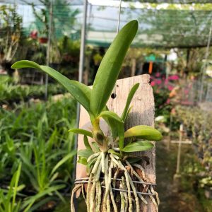 Lan Cattleya Vàng WHY NOT Bông Chùm - Giống nhập Thái 1 Bảng Nhiều Thân