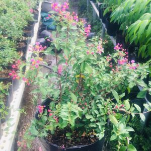 [Cây giống hoa] Hồng Ngọc Mai - CayGiongTot