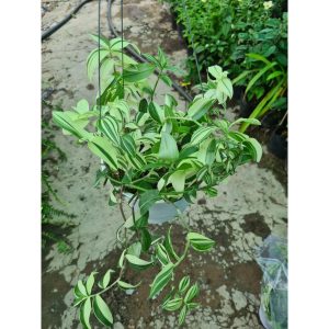 Cây giống Cây rau trai cẩm thạch - CayGiongTot