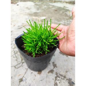 Cây giống Cỏ Mây Mỹ - CayGiongTot