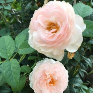 [Cây giống hoa] Cây Hoa Hồng Ngoại Heritage size chậu C9 - CayGiongTot