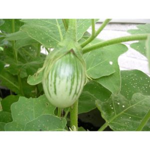 Gói 0.5GR hạt giống Cà Trứng Rồng Mã Lai F1 SV No 1