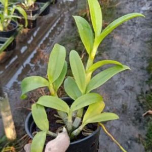 Dendro đột biến 3 vàng 3 đỏ nhập Thái - Thongchai Gold 3 - hàng cây tơ sắp cho hoa