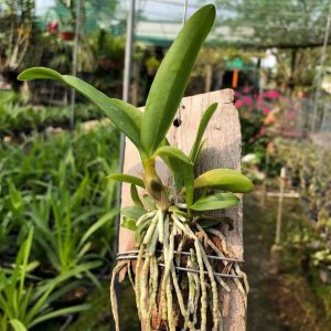 Lan Cattleya Vàng WHY NOT Bông Chùm - Giống nhập Thái 1 Bảng Nhiều Thân