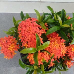 Cây giống Cây Trang Cam (trang lá nhỏ) - CayGiongTot