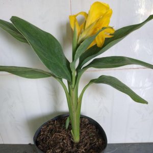 Cây giống chuối hoa thái (thân lùn) - CayGiongTot