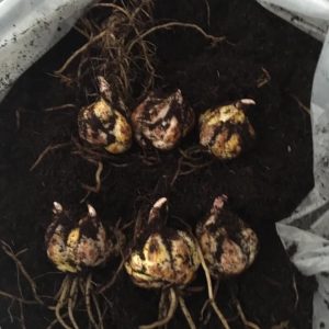 Củ giống hoa Ly cao vàng chanh giống chuẩn Hà Lan màu vàng Pavia size 16/18 cho ra 5-7 hoa sau 75-80 ngày