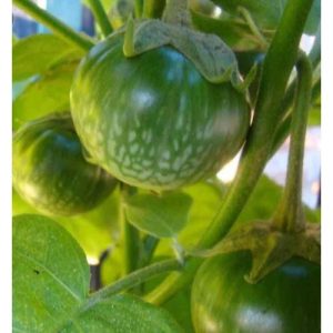 Gói 0.5GR hạt giống Cà Dĩa Cao Sản