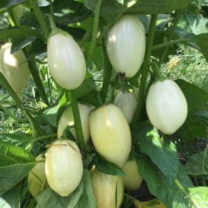 Gói 0.2GR hạt giống Cà Trứng Ngỗng