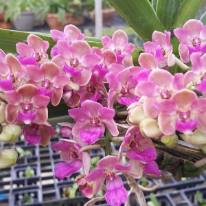 Lan Ngọc Điểm Chai Mô - Hồng cánh sen 28 cây