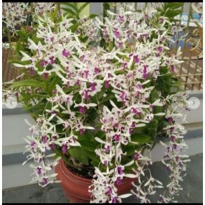 [Cây to đã có ngồng hoa sẵn] Cây Lan Dendro Nắng Thơm Bà Liễu - hàng ra hoa Tết 2020 - giao cây to như hình