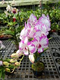 Chậu cây lan Dendro chớp Enobi - chớp sữa