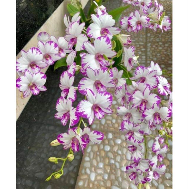 Lan Dendro chớp mini enobi Singapore đã ghép bảng sẵn - Cây giống đẹp, siêng hoa, đẻ nhánh nhiều