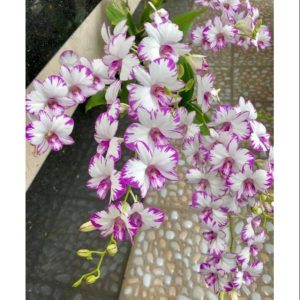 Lan Dendro chớp mini enobi Singapore đã ghép bảng sẵn - Cây giống đẹp, siêng hoa, đẻ nhánh nhiều