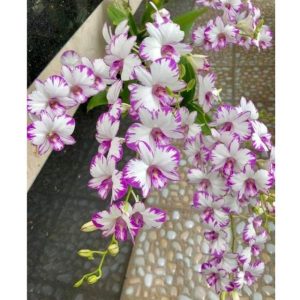 Chậu cây lan Dendro chớp Enobi - chớp sữa