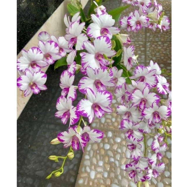 Chậu cây lan Dendro chớp Enobi - chớp sữa