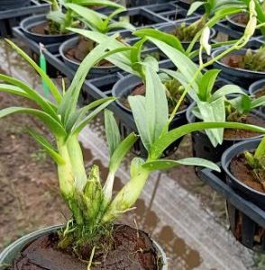 Chậu cây lan Dendro chớp Enobi - chớp sữa