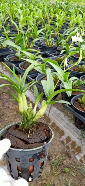 Chậu cây lan Dendro chớp Enobi - chớp sữa