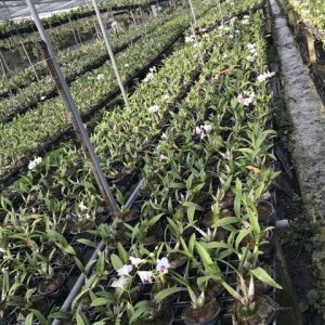 Chậu cây lan Dendro chớp Enobi - chớp sữa