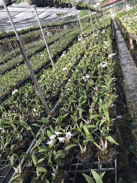 Chậu cây lan Dendro chớp Enobi - chớp sữa