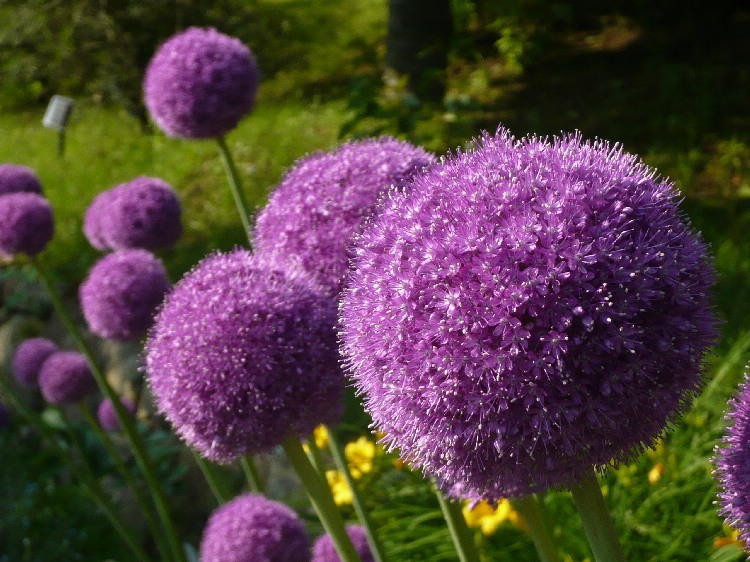 Gói 50 hạt hoa đại hành tím - Giant Onion Allium