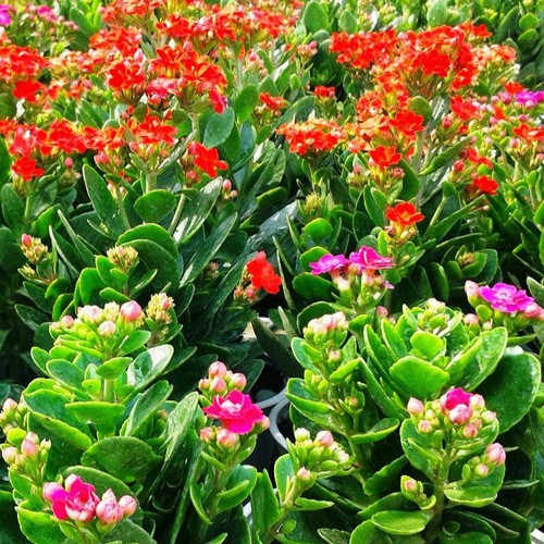 Combo 10 cây hoa Sống Đời cánh Kép giống Thái cấy mô, hoa có màu vàng và màu đỏ