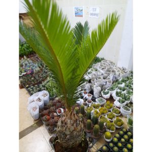 Cây giống thiên tuế (cao từ 25cm đến 30cm) - CayGiongTot