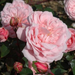 [Cây giống hoa] Hồng LEO Alister  - CayGiongTot