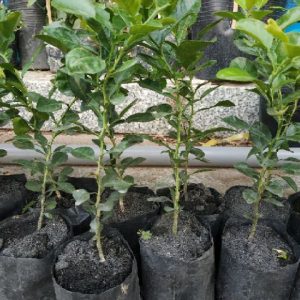 Cây giống Cây Chúc (chanh thái) - Cây 1 nhánh