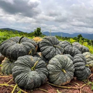 Gói 5 hạt giống Bí Đỏ Da Cóc F1 SV 569