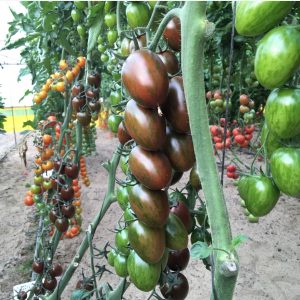 Gói 5 hạt giống Cà Chua Socola F1 SV 124