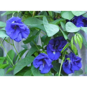 Cây giống hoa đậu biếc - CayGiongTot