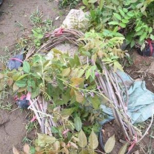 Tử đằng thân gỗ cao 50-80cm