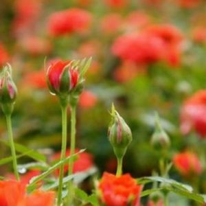 Combo 10 cây hoa hồng tỉ muội siêu bông (giâm cành, rễ bầu, thân dài 15cm, cây khỏe) - tặng 2 cây và 1 gói kích rễ