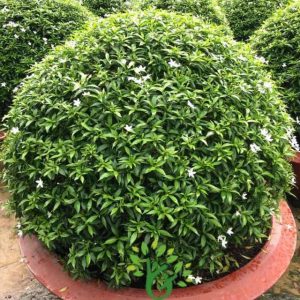 Cây giống Cây Mai Vạn Phúc - CayGiongTot