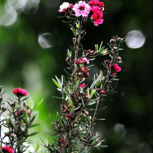 Cây Nhất Chi Mai - Tùng Tuyết Mai hàng sẵn nụ - cây đang nụ hoặc đang hoa