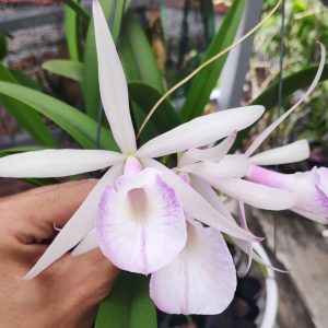 [Cây giống] Lan Nữ Hoàng Bóng Đêm - Brass - mặt hoa xổ số