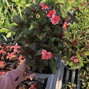 Mai dạ thảo cam viền trắng