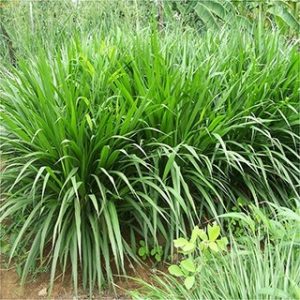 Gói 100GR hạt giống Cỏ Chịu Ngập Ubon Paspalum