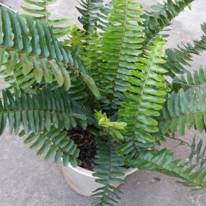 Cây giống Dương xỉ (dương xỉ lá me) - CayGiongTot