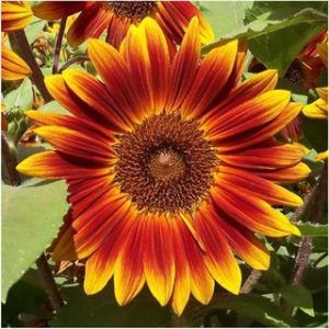 Gói 30 hạt hướng dương cánh đỏ viền vàng