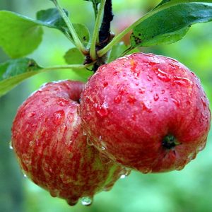 Cây giống táo đỏ, táo tây, cây bôm - Pomme