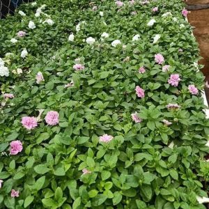 Combo 10 cây giống hoa dạ yên thảo KÉP mix 2 màu Trắng và Hồng