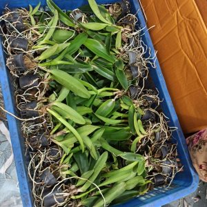 [Cây giống] Lan Cattleya Giống nhiều màu xổ số