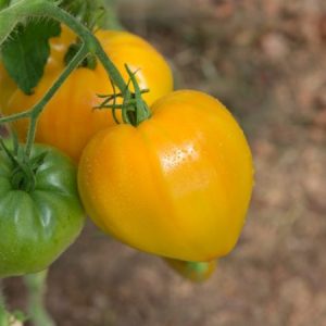 Gói 0.5GR hạt giống Cà Chua Trái Tim Vàng